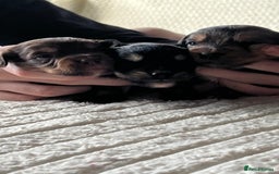 Jackapoo dogs for sale: 🐶🐾 F1 Minature Jackapoos 🐶🐾 - Image 6