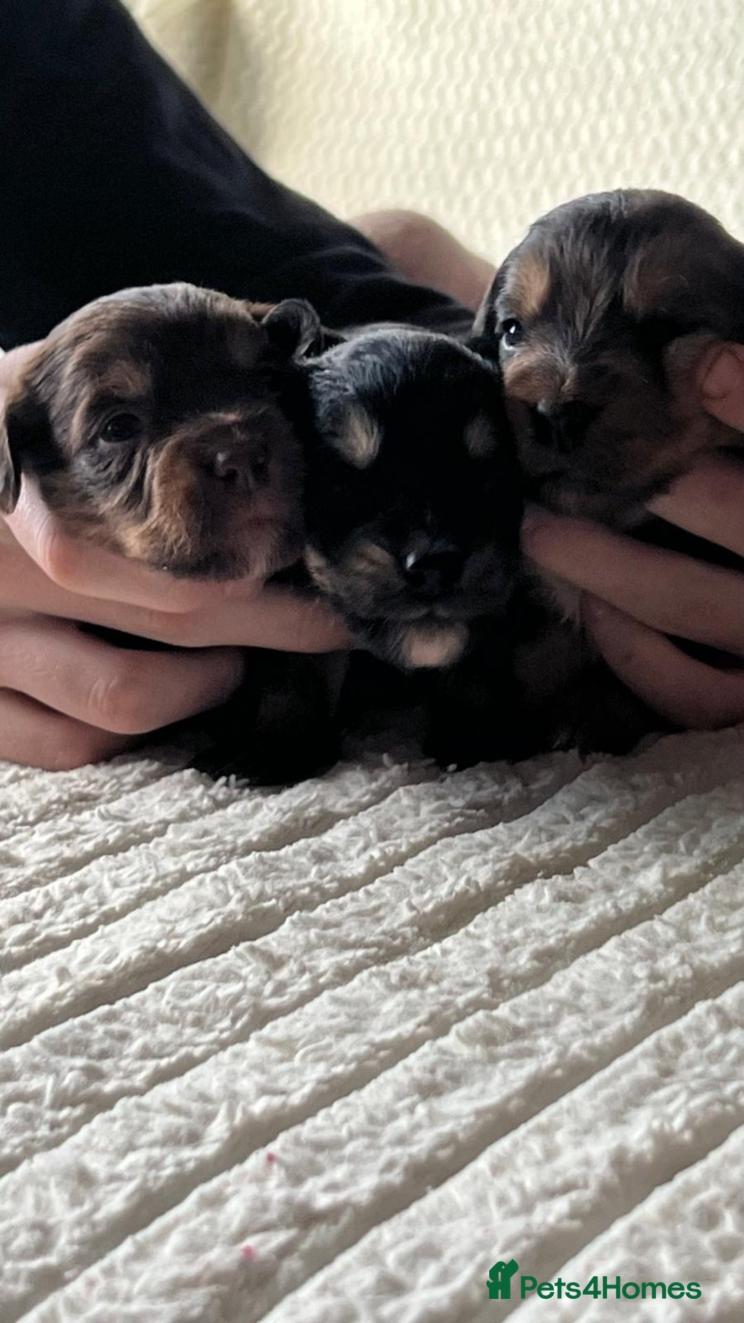 Jackapoo dogs for sale: 🐶🐾 F1 Minature Jackapoos 🐶🐾 - Image 6