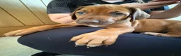 Rhodesian Ridgeback dogs for sale: Rhodesian Ridgeback puppies in Walsall - Advert 16