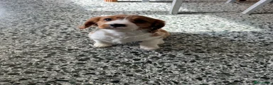 Cavalier King Charles Spaniel 3