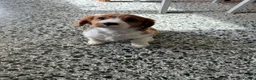 Cavalier King Charles Spaniel dogs for sale: Beautiful Cavalier King Charles Spaniel puppies - Advert 20