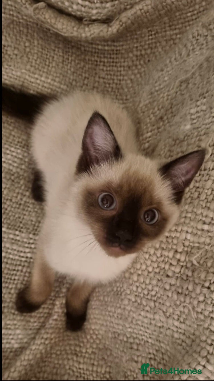 Siamese cats Applehead Siamese 1 Stunning Baby Avaialable  - Advert 8