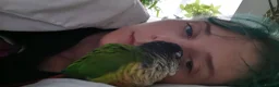 Conures birds for sale: Bertie the 17 year old Female Green Cheek in Driffield - Advert 6