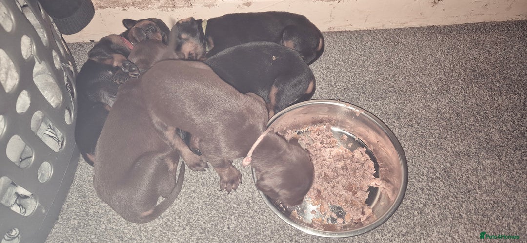 Dobermann dogs for sale: Dobermanns for Sale - Advert 22