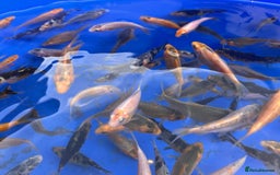 Koi Carp fish for sale: Koi carp 2-3 inches - Image 7