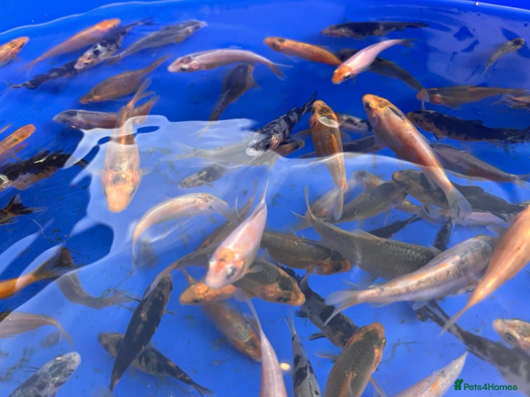 Koi Carp fish for sale: Koi carp 2-3 inches - Image 7