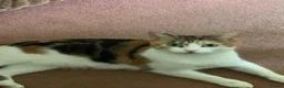 Ragdoll cats for sale: Kitten from loving country cottage home  - Advert 3