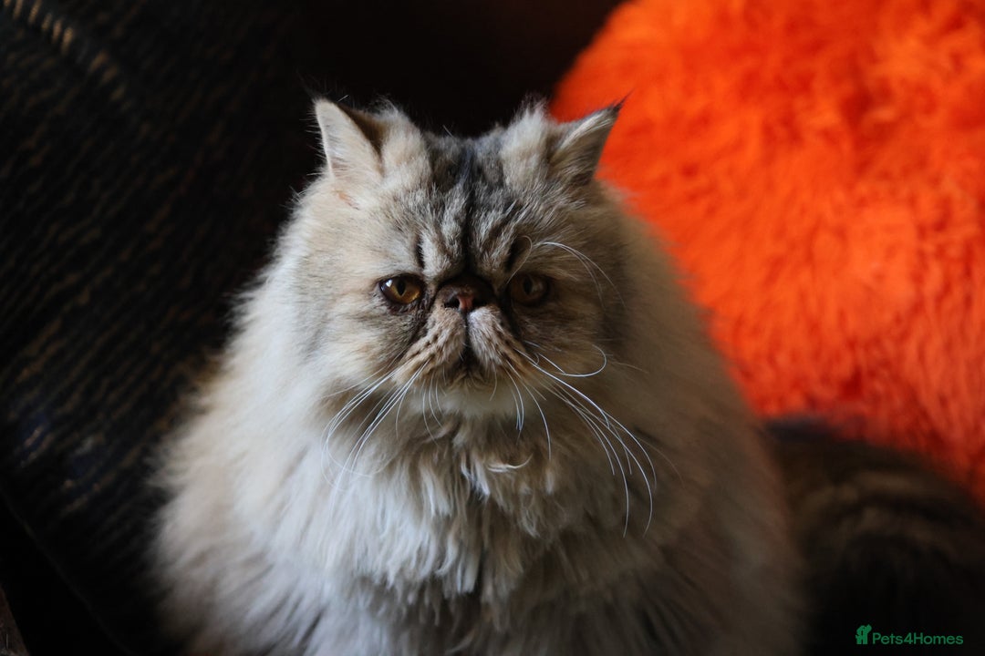 Persian cats for sale: Eric & Mickey - Advert 12