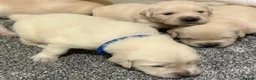 Golden Retriever dogs for sale: Beautiful healthy puppies - Advert 12