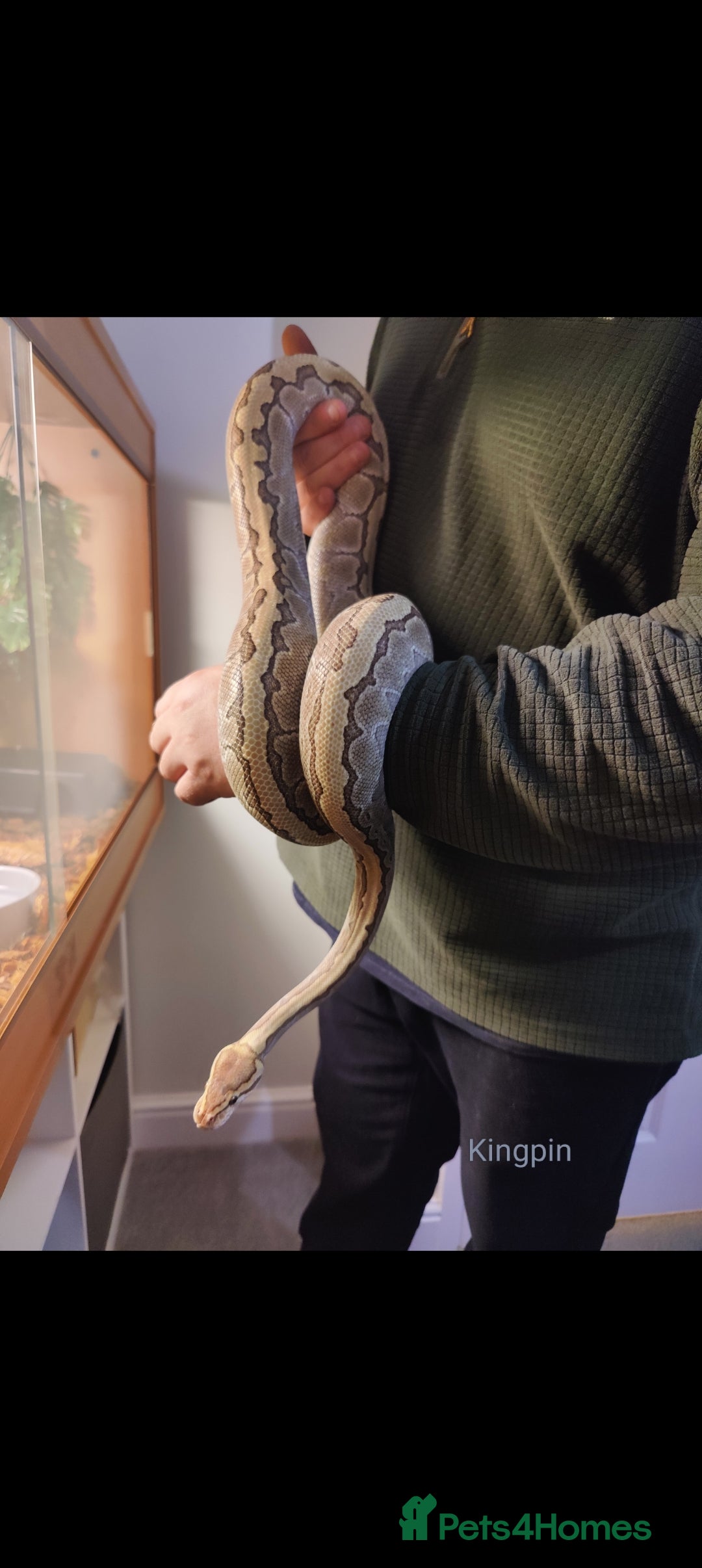 Python Snake reptiles for sale: Royal Python - Mixed morphs available - Advert 4