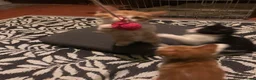 Mixed Breed cats for sale: Beautiful kittens ready for their forever homes  - Advert 3