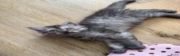 Persian cats for sale: Persian silver kittens 🩷 - Advert 3