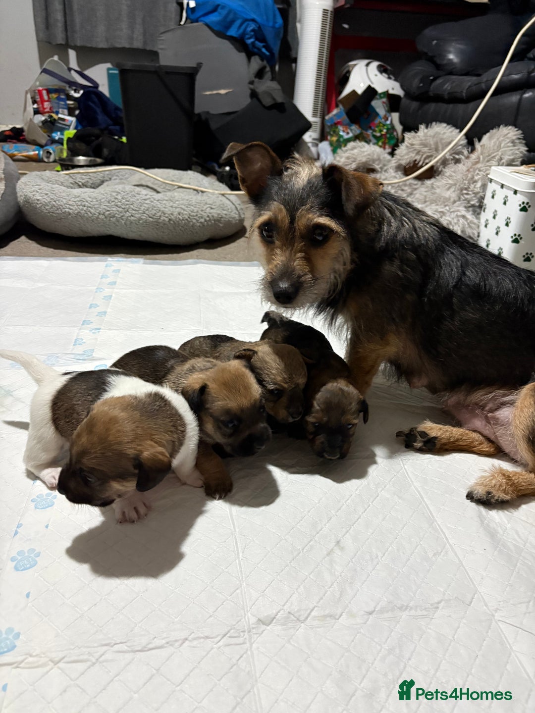 Jack Russell dogs for sale: Jack Russell puppies  - Advert 1