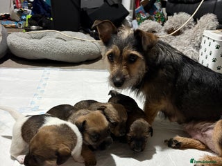 Jack Russell dogs Jack Russell puppies - Advert 1