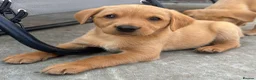 Labrador Retriever dogs for sale: Working Labrador Puppies  - Advert 6