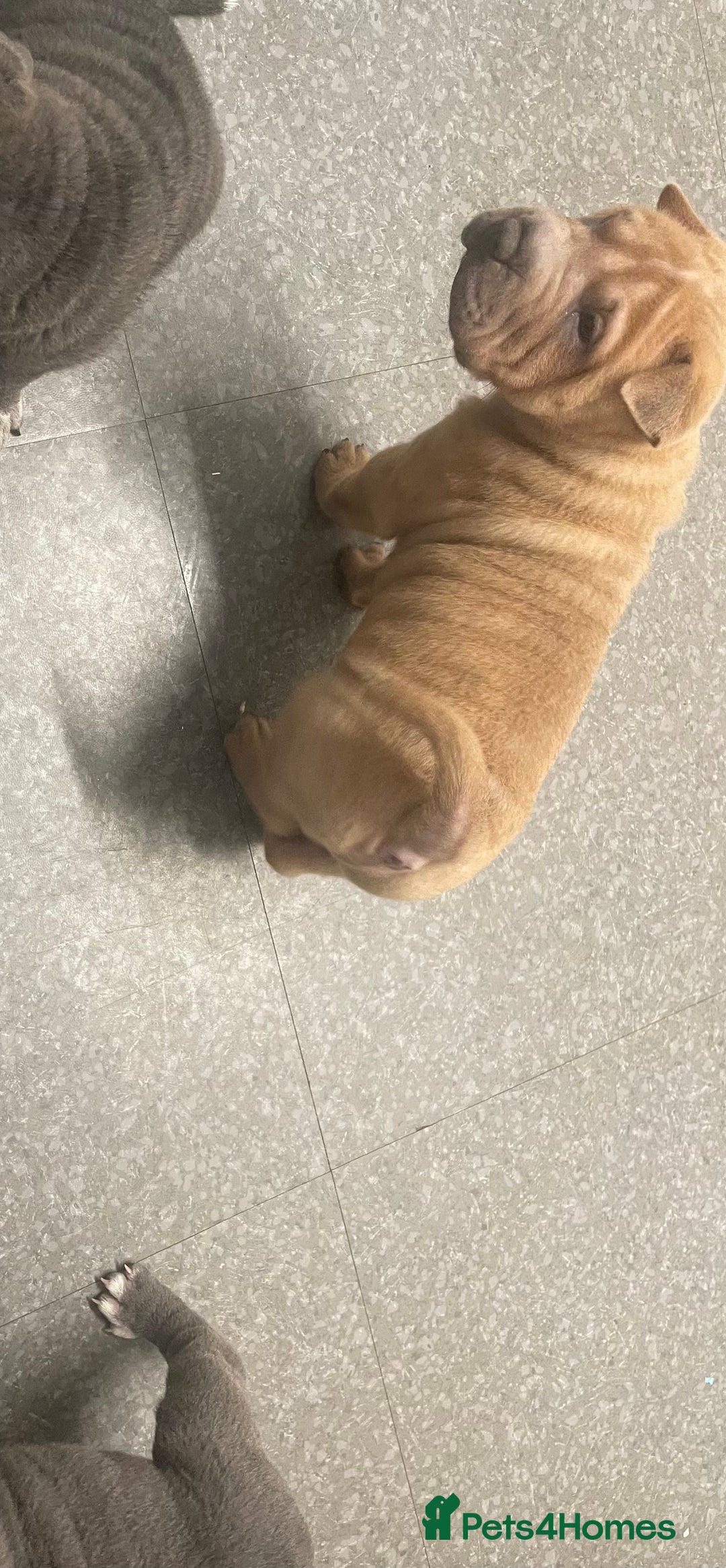 Shar Pei dogs for sale: Shar pei - Image 3