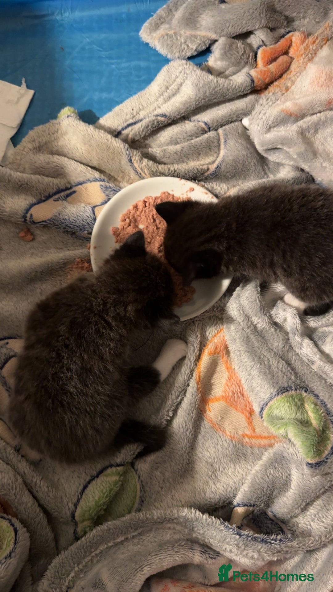 Domestic Shorthair cats for sale: 3 male kittens for sale 🩷 - Image 5