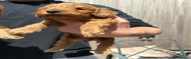 Cockapoo 1