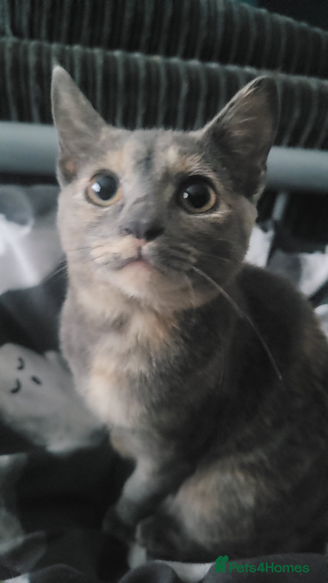 Mixed Breed cats for sale: Dilute tortoiseshell  - Advert 3