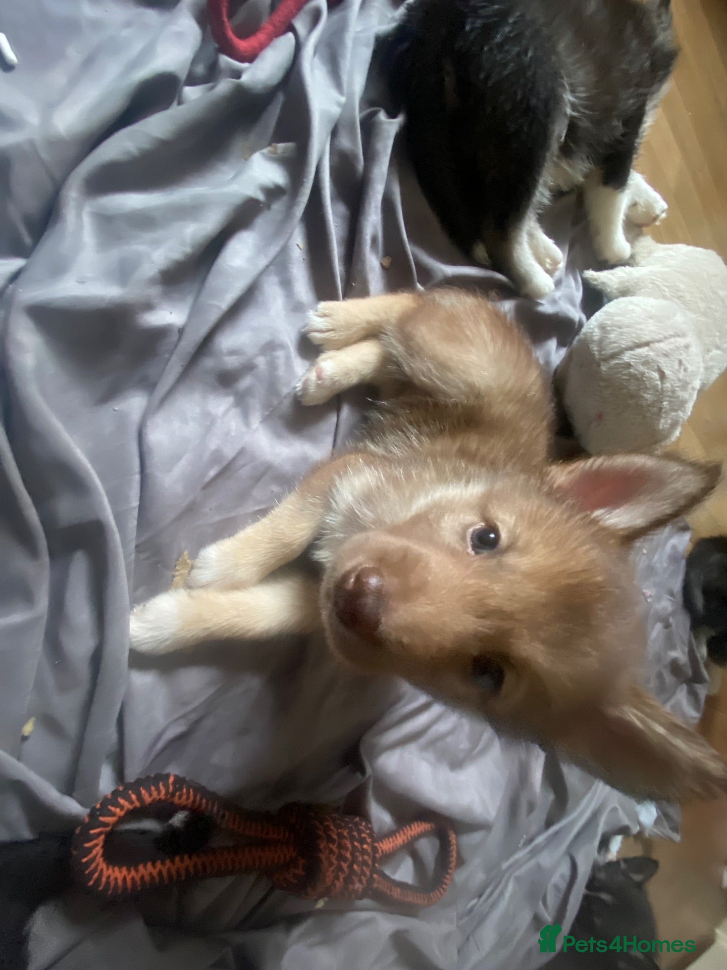 Mixed Breed dogs 🐶🐶2 shollie husky puppies🐶🐶 - Advert 4