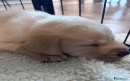 Labrador Retriever dogs for sale: Labrador puppies - Advert 16