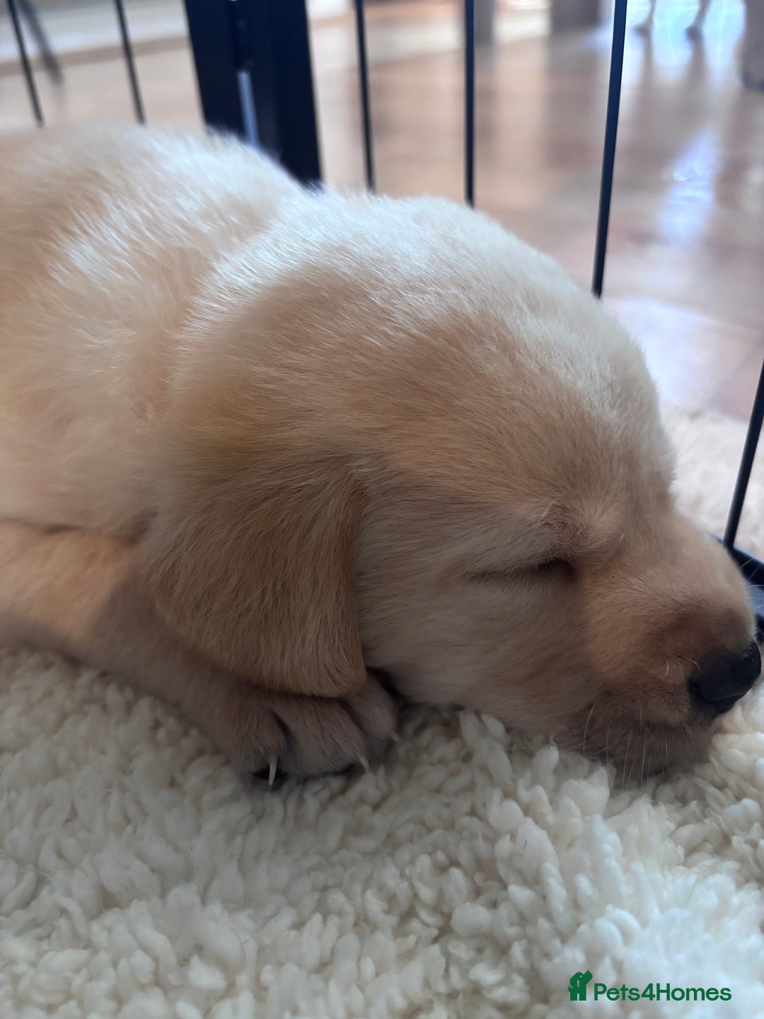 Labrador Retriever dogs for sale: Labrador puppies - Advert 16