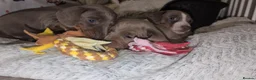 Miniature Dachshund dogs for sale: Gorgeous Purebred Miniature Dachshund Puppies - Advert 13
