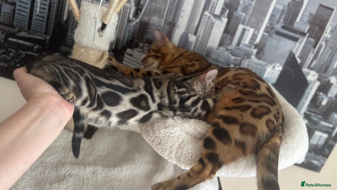 Bengal cats for sale: 🐆Beautiful Purebred Bengal Kitten  🐾 - Advert 8