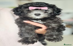 Maltipoo dogs for sale: 🩵Last Top Quality Rare Korean/Asian F1 Maltipoo🩵 in Bathgate - Image 34