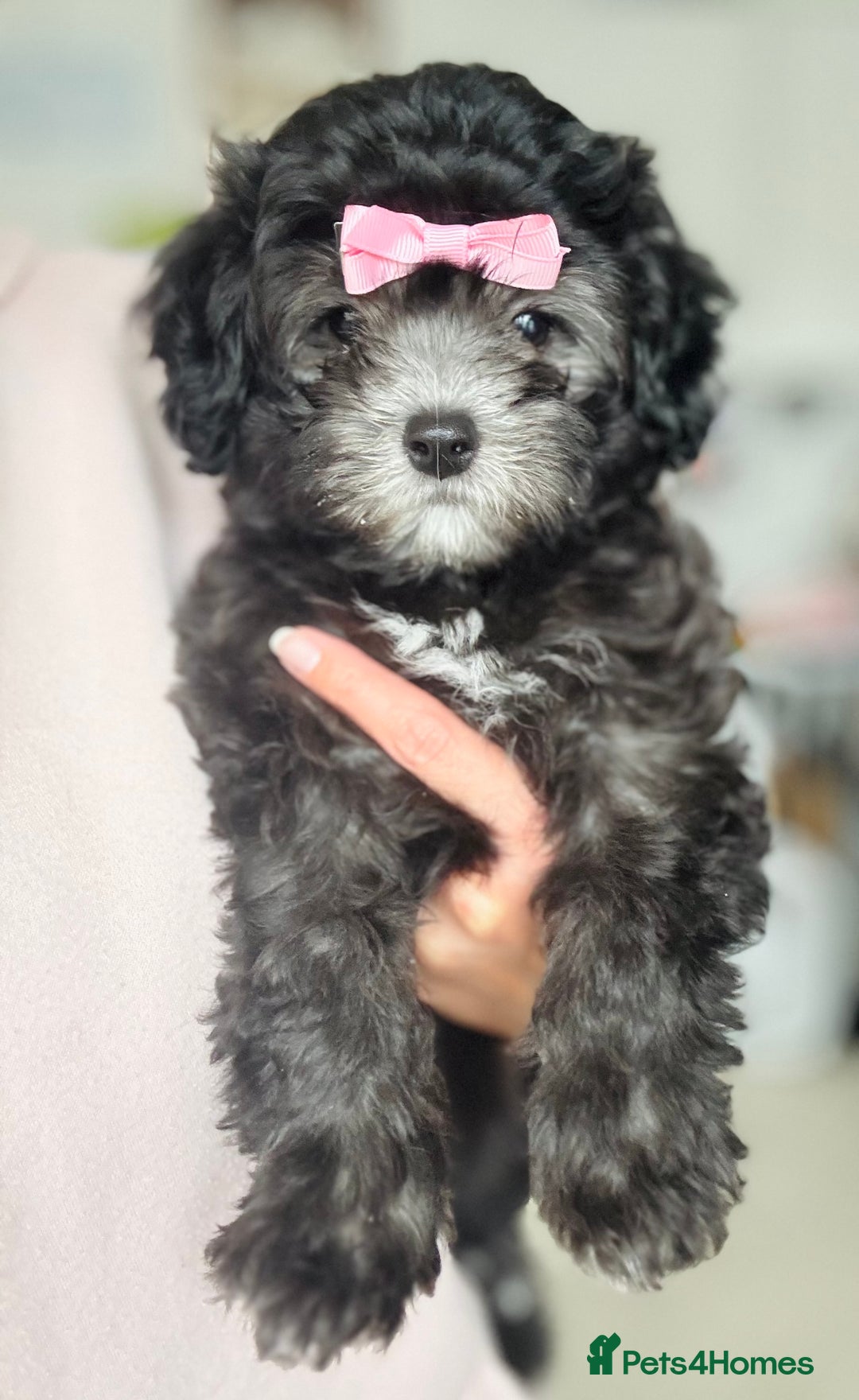 Maltipoo dogs for sale: 🩵Last Top Quality Rare Korean/Asian F1 Maltipoo🩵 in Bathgate - Image 34