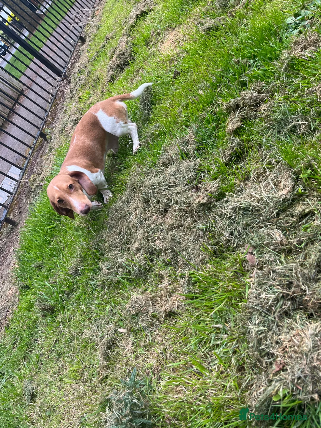 Miniature Dachshund dogs for stud: Top quality mini dachshund stud available  - Advert 2