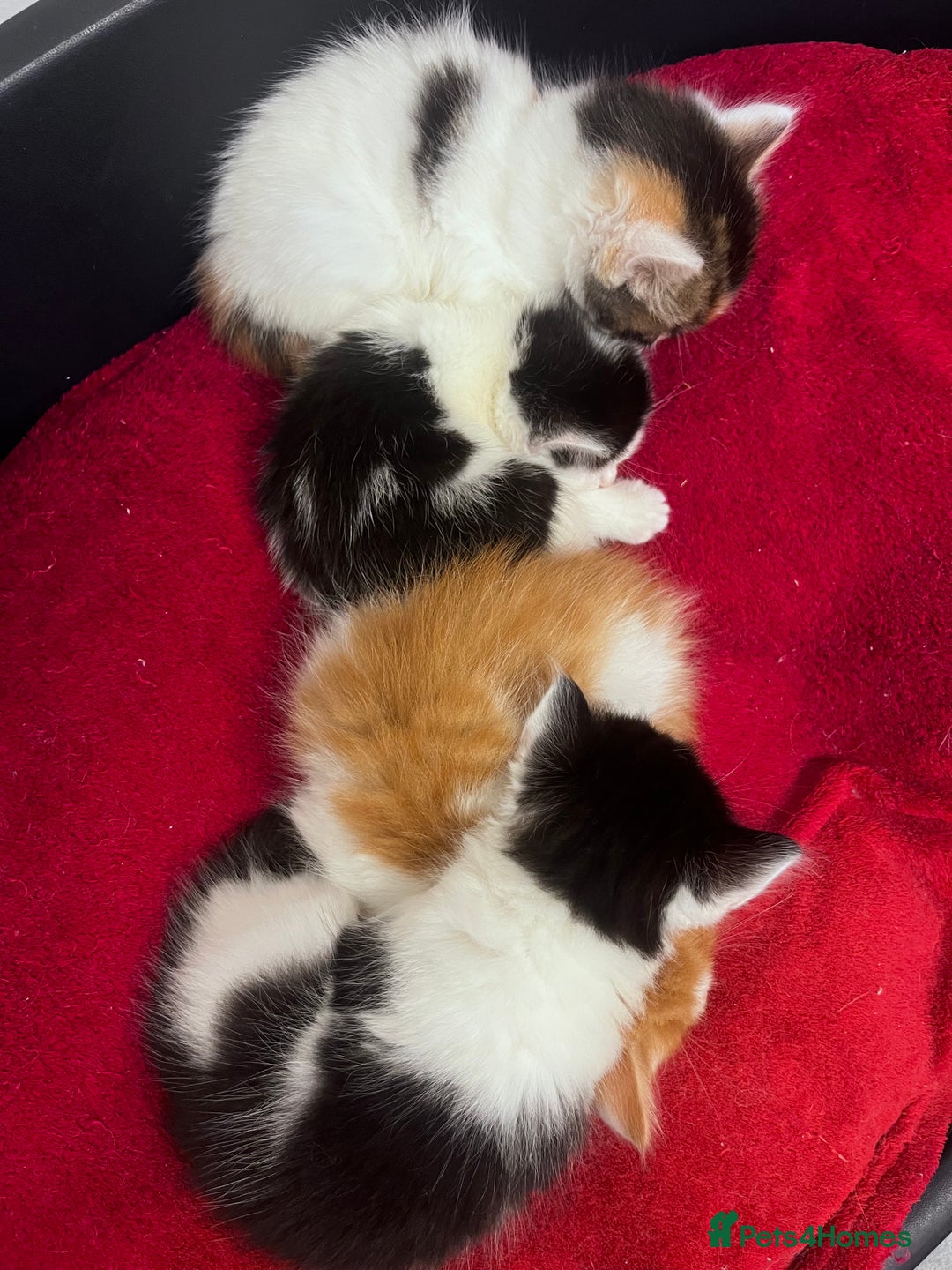 Mixed Breed cats for sale: Gorgeous Fluffy Kittens - Image 20