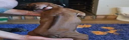 Rhodesian Ridgeback dogs for sale: K.c registered DNA clear pups  - Advert 3