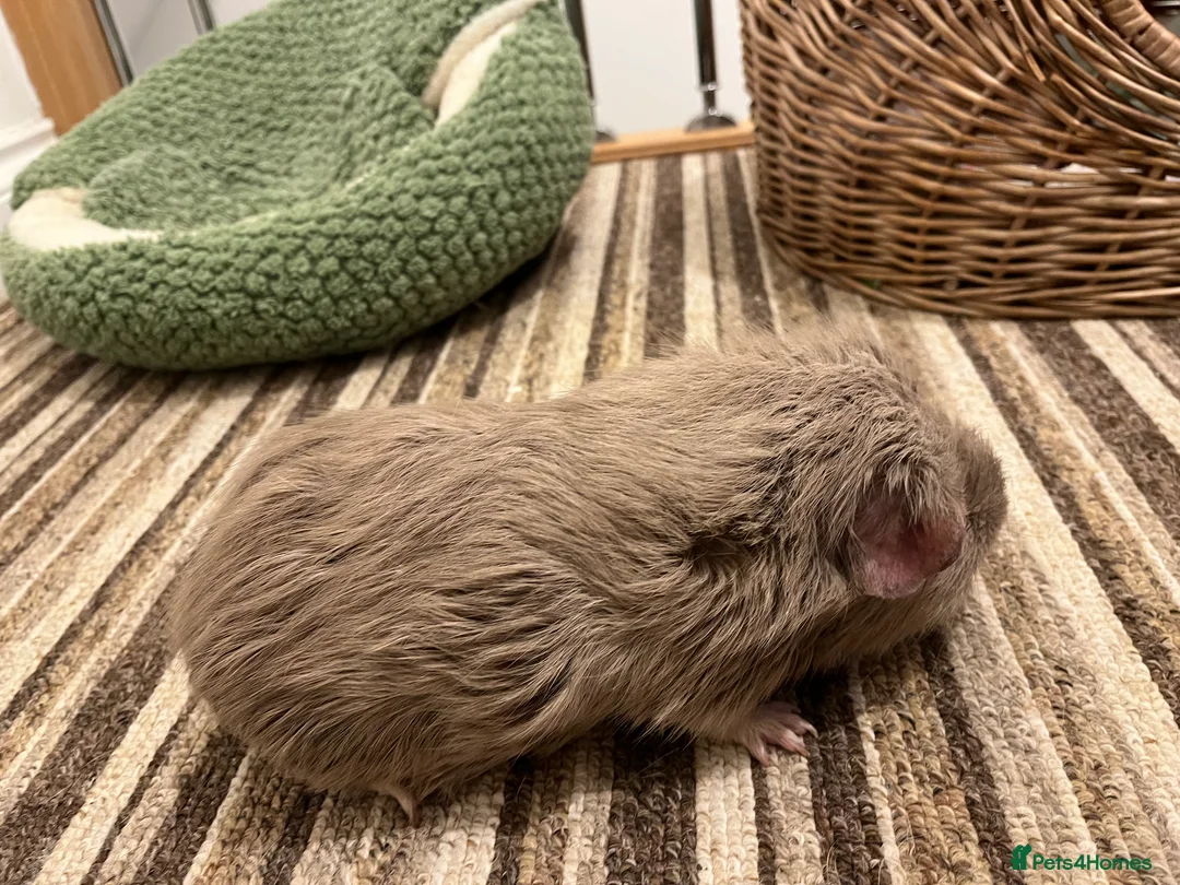 Guinea Pig rodents for sale: Two beautiful male guinea pigs  to rehome  - Advert 10