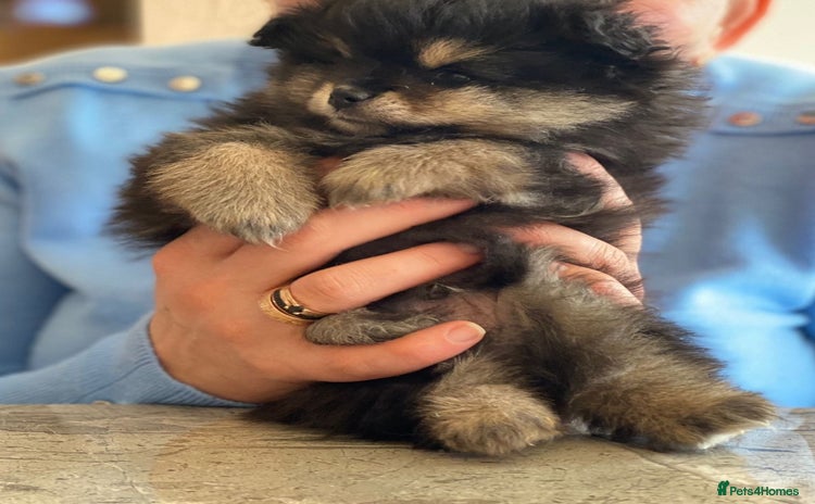 Pomeranian dogs - Advert 14
