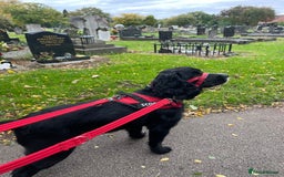 Cocker Spaniel dogs for sale: 1 year old male Cocker Spaniel.  - Image 4