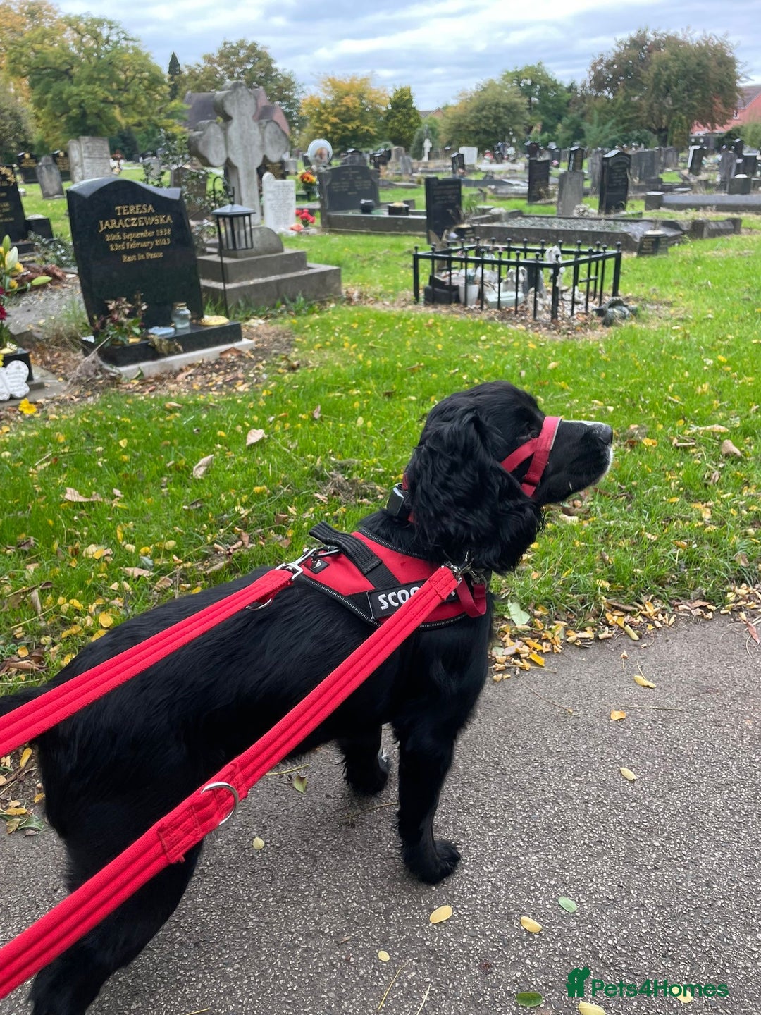 Cocker Spaniel dogs for sale: 1 year old male Cocker Spaniel.  - Image 4