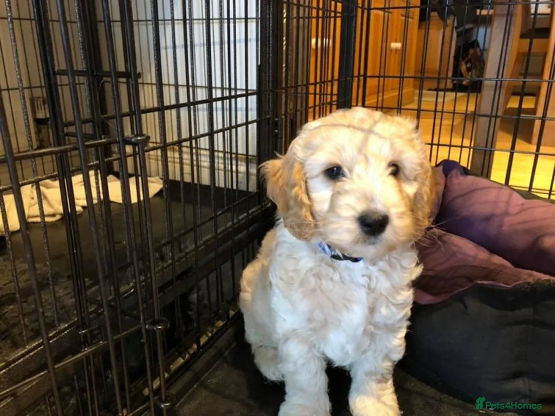 Miniature Poodle dogs for stud: FOR STUD -MINIATURE POODLE JESSE 9 clear DNA tests in High Wycombe - Advert 7
