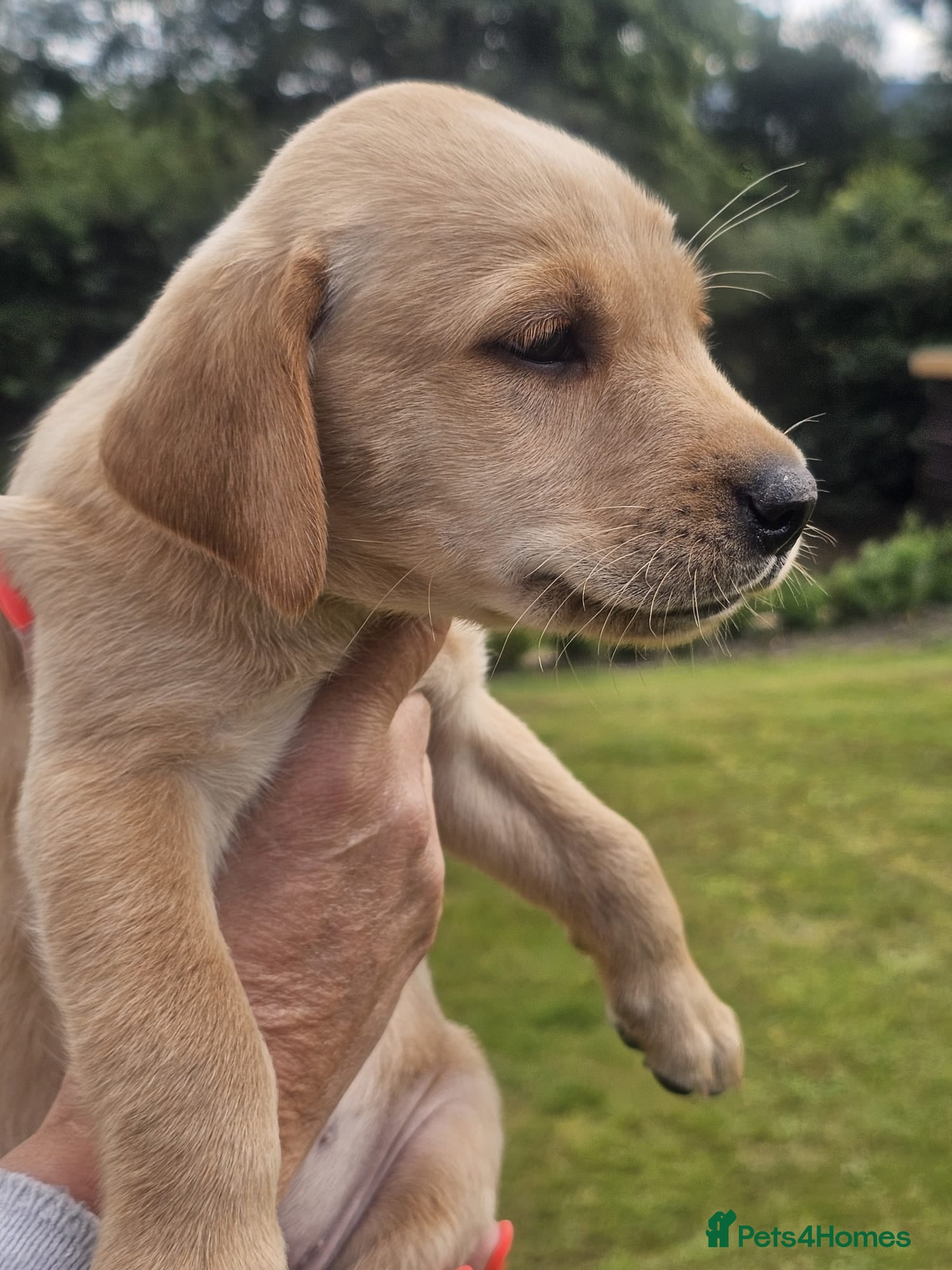 Labrador Retriever dogs Beautiful Bold working Labrador puppies - Advert 2