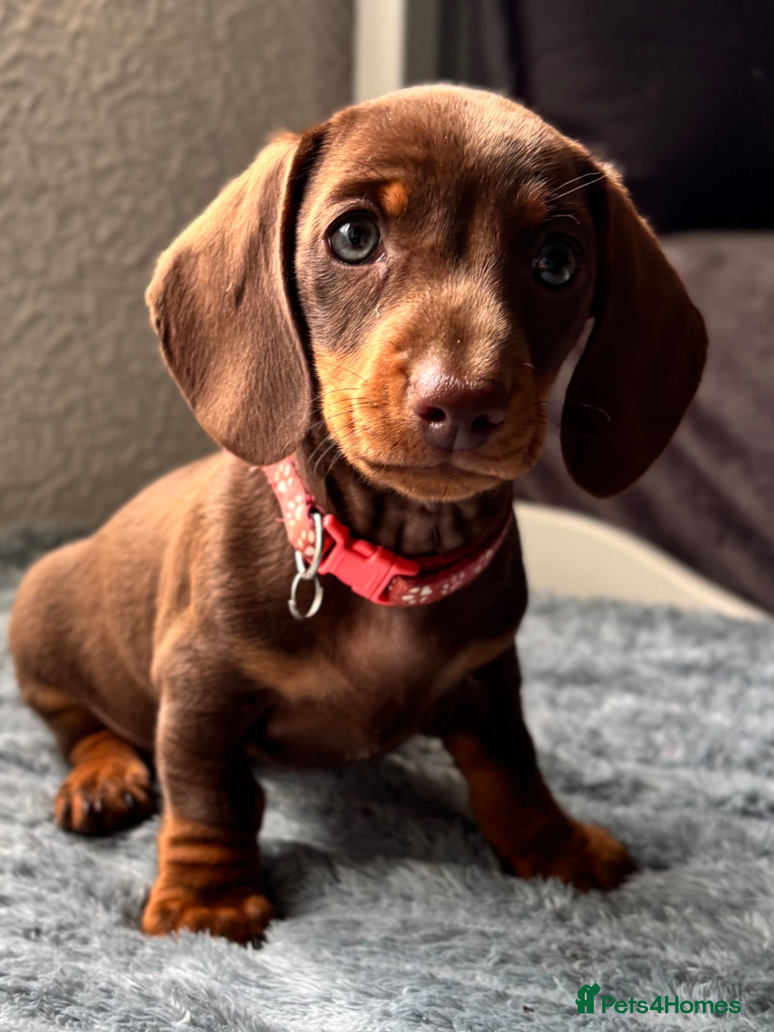 Miniature Dachshund dogs Ready this week, female mini dachshund puppy - Advert 15