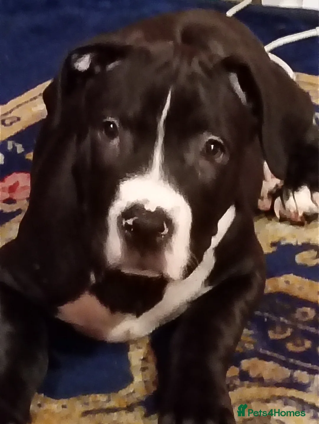 Staffordshire Bull Terrier dogs for sale: Staffordshire terrier  - Advert 2