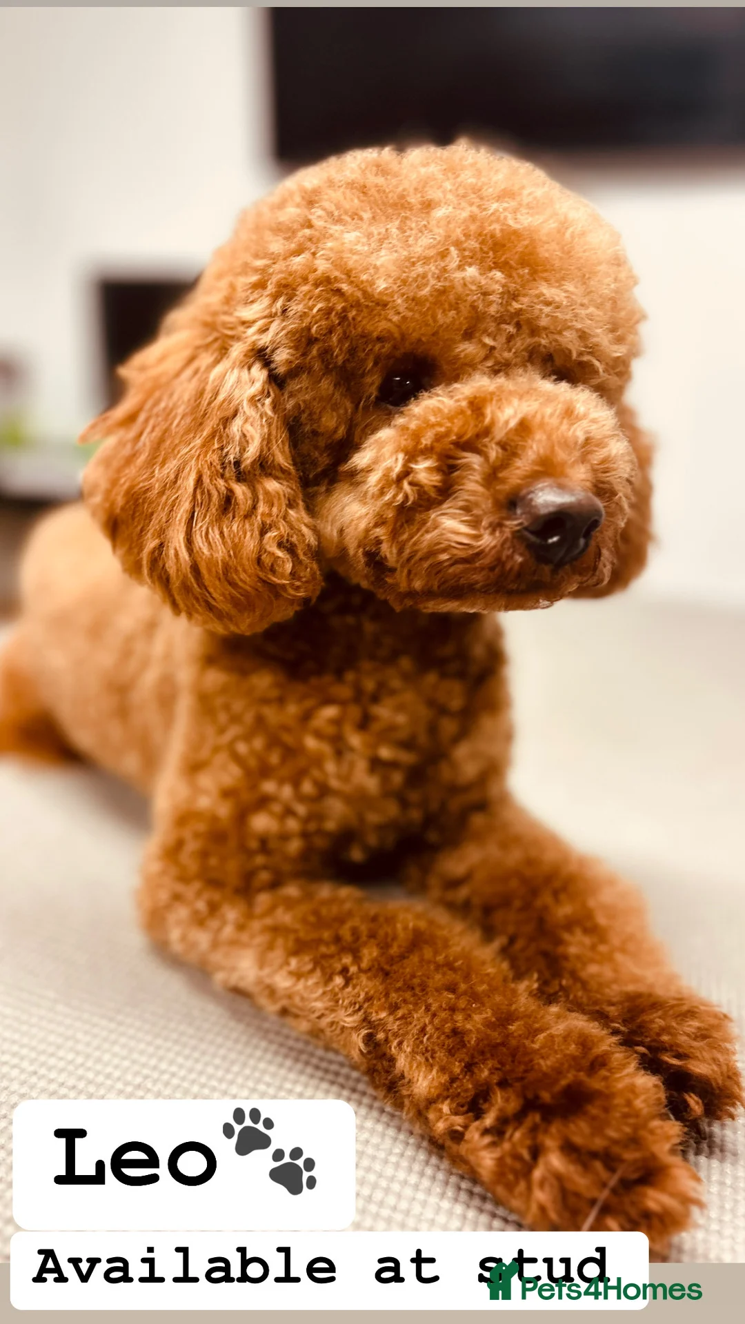 Toy Poodle dogs for stud: Leo Toy Poodle fox red Stud in Telford - Advert 8
