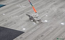 British Shorthair cats for sale: Beautiful Silver Tabby British Shorthair Boy - Image 7