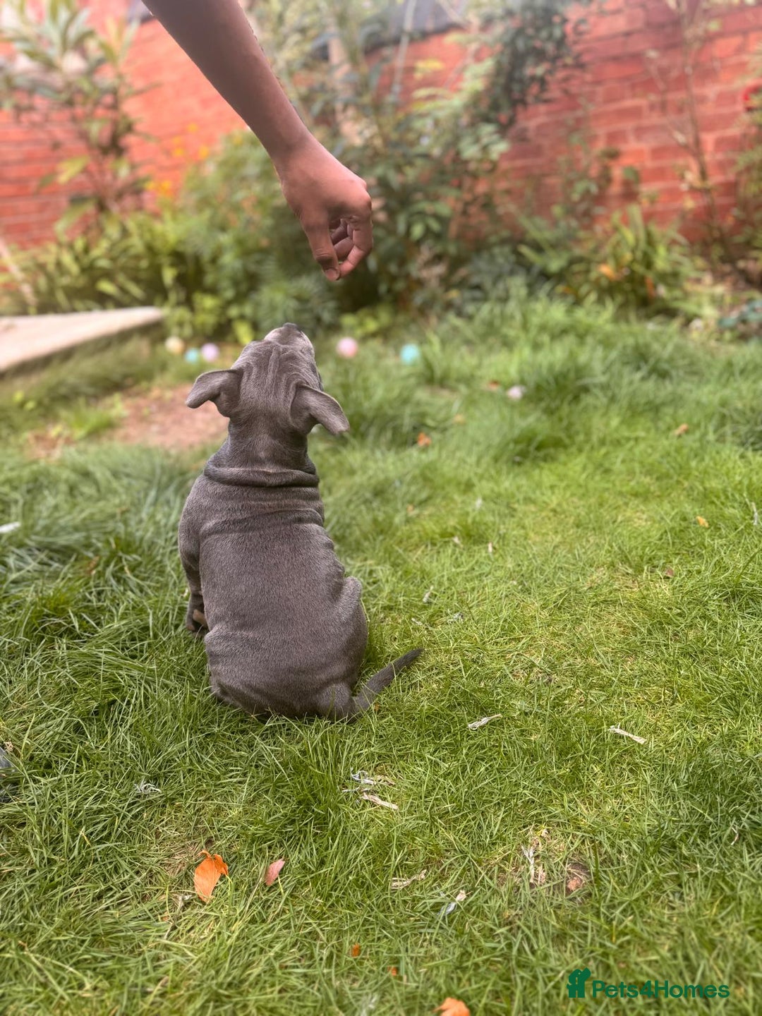 Staffordshire Bull Terrier dogs for sale: OUR PUP REGGIE KC BLUE STAFFORDSHIRE BULL TERRIER - Image 8