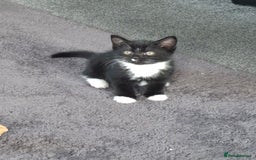 Mixed Breed cats for sale: 3 adorable male kittens  - Image 4