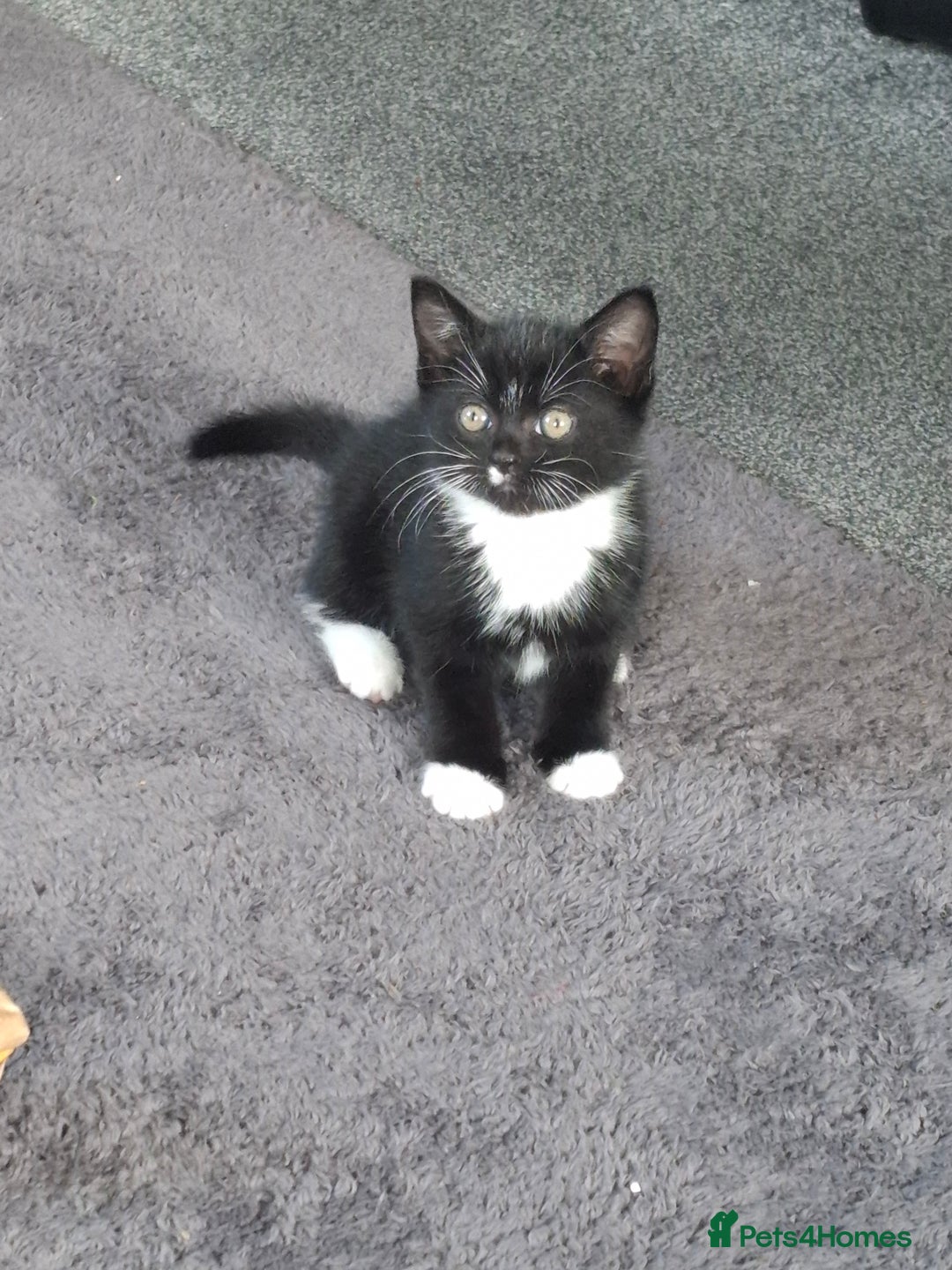 Mixed Breed cats for sale: 3 adorable male kittens  - Image 4