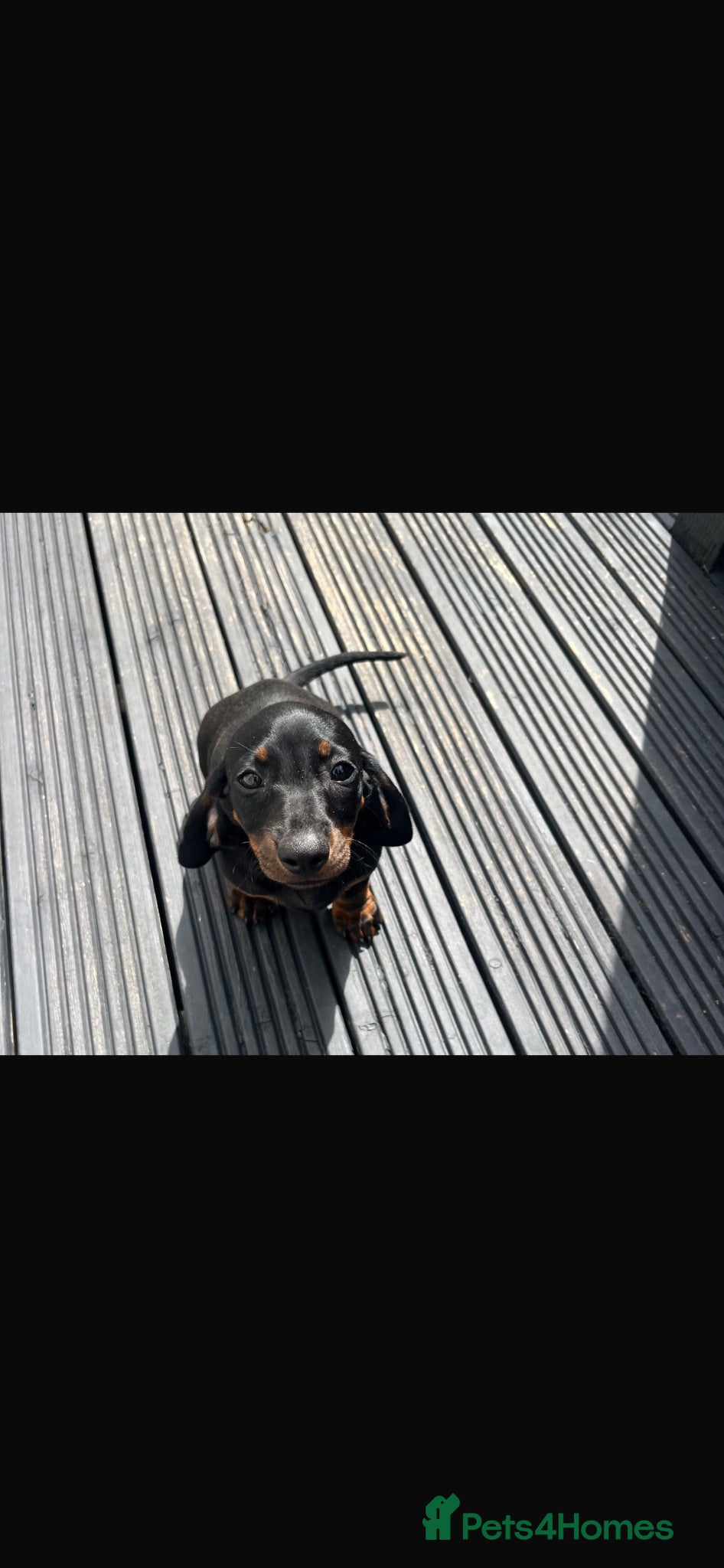 Dachshund dogs 1 boy left Dachshund puppies  - Advert 11