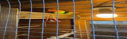 Lovebirds birds for sale: 2 pairs of love birds breeding pairs  - Advert 7