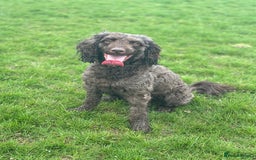 Sproodle dogs for sale: 10 fb2 Sproodles puppies  - Image 1