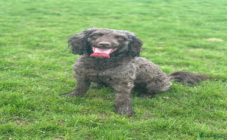 Sproodle dogs - Advert 4